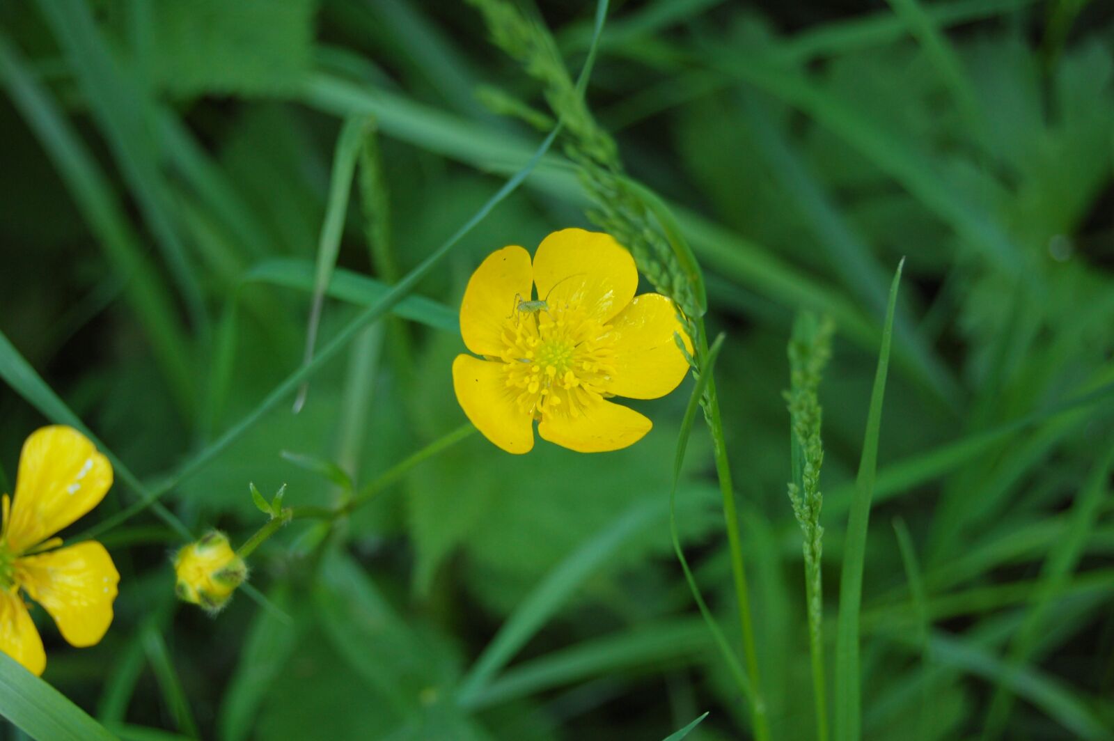 Nikon D40 sample photo. Buttercup, flower butter, flower photography