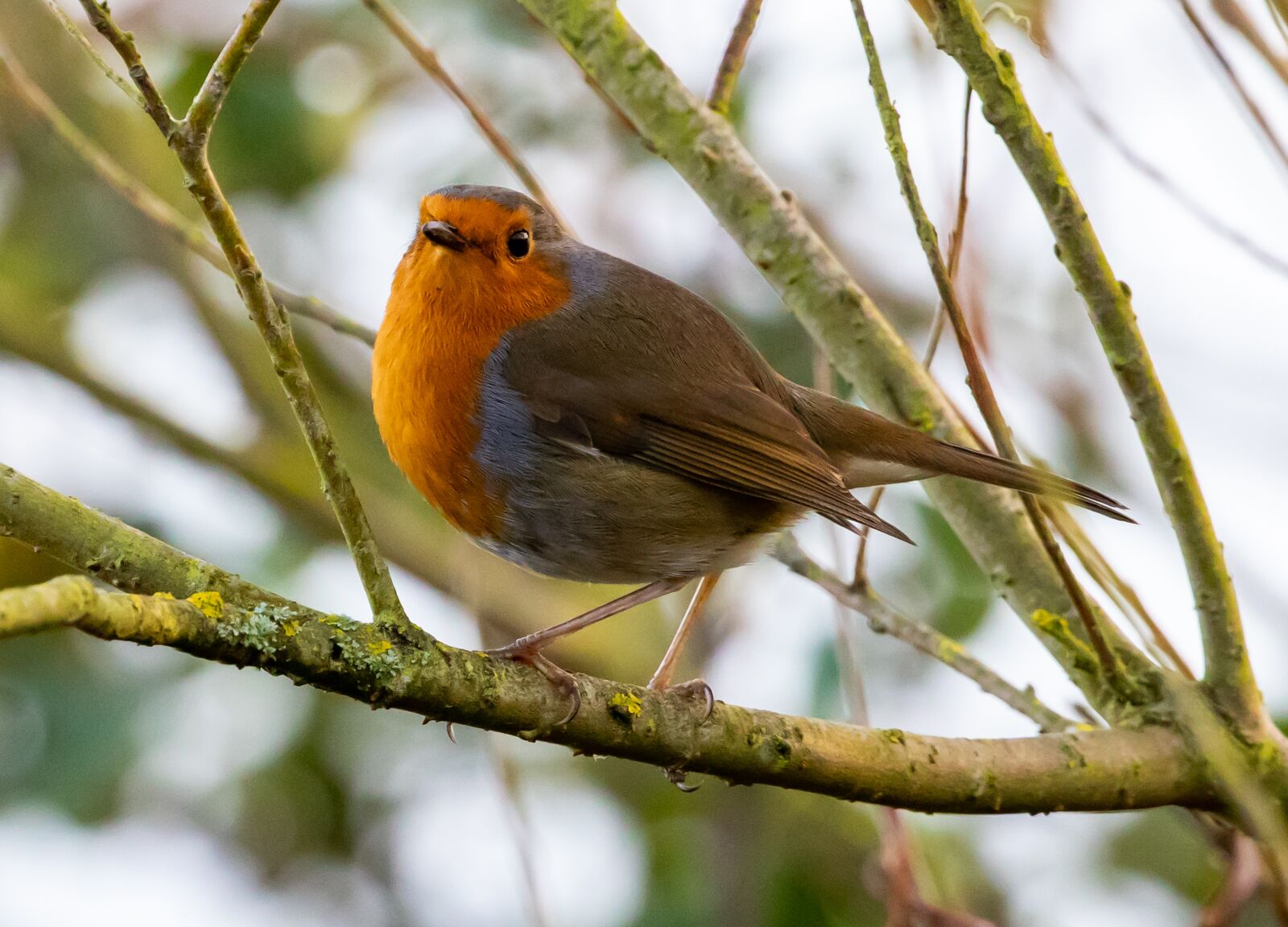 Canon EOS 7D Mark II sample photo. Robin redbreast in tree photography