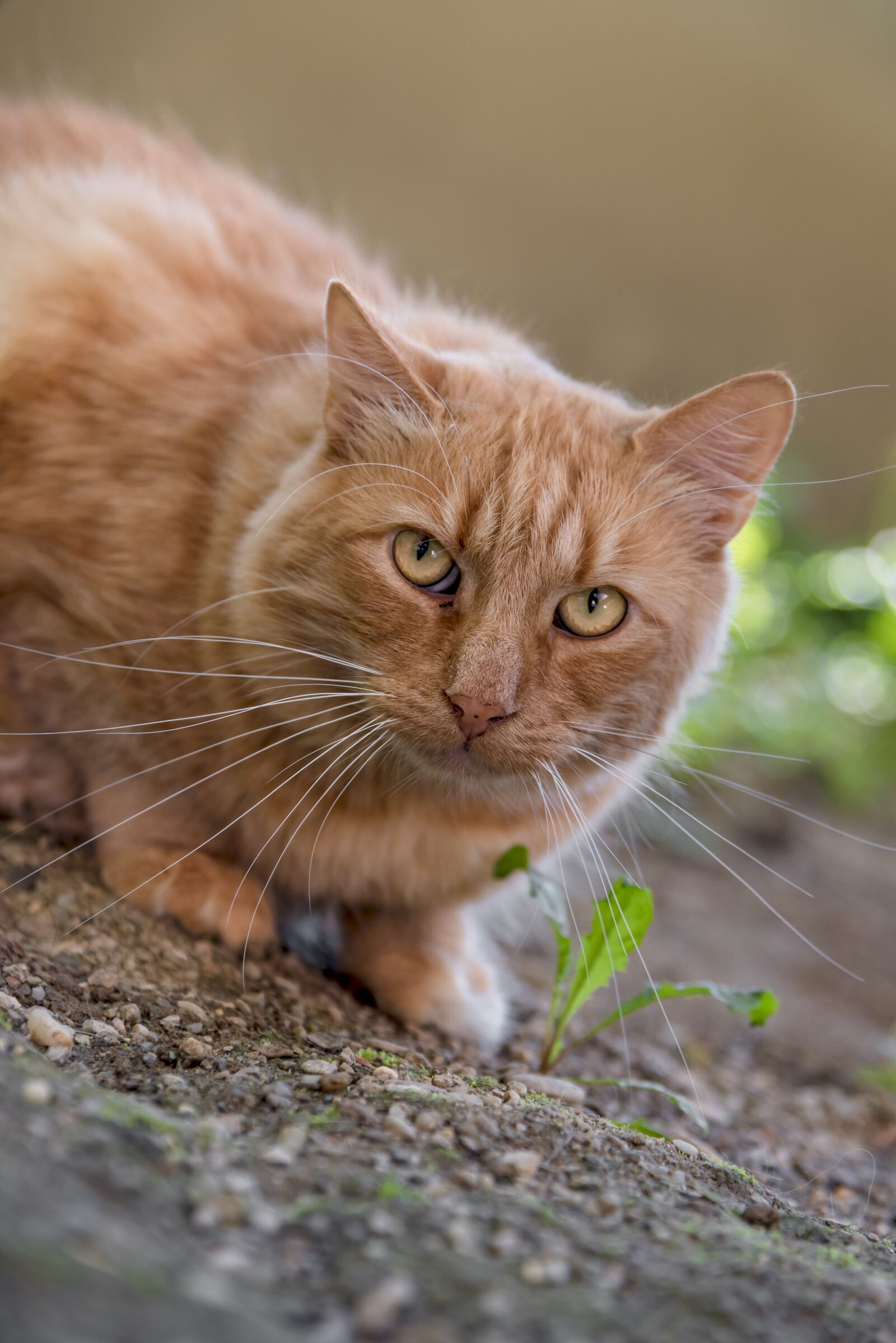 Nikon D750 sample photo. Cat, red, domestic cat photography