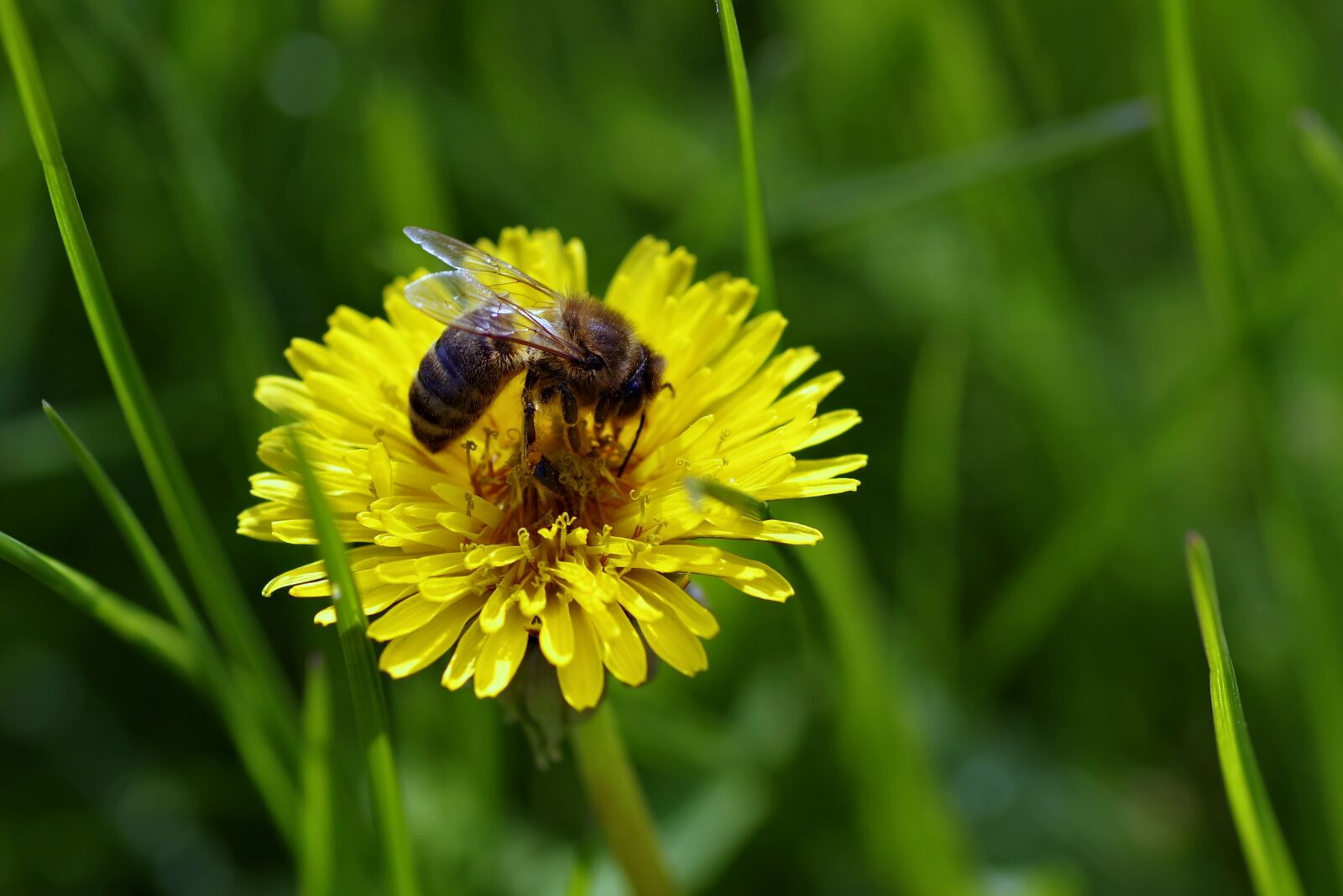 Pentax K-S2 sample photo. Bee, flower, dandelion photography