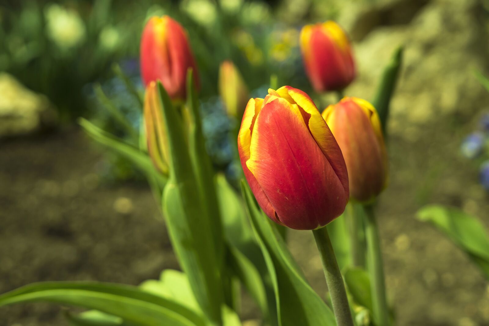 Sony a6300 + Sigma 30mm F2.8 EX DN sample photo. Garden, colorful, petals, spring photography