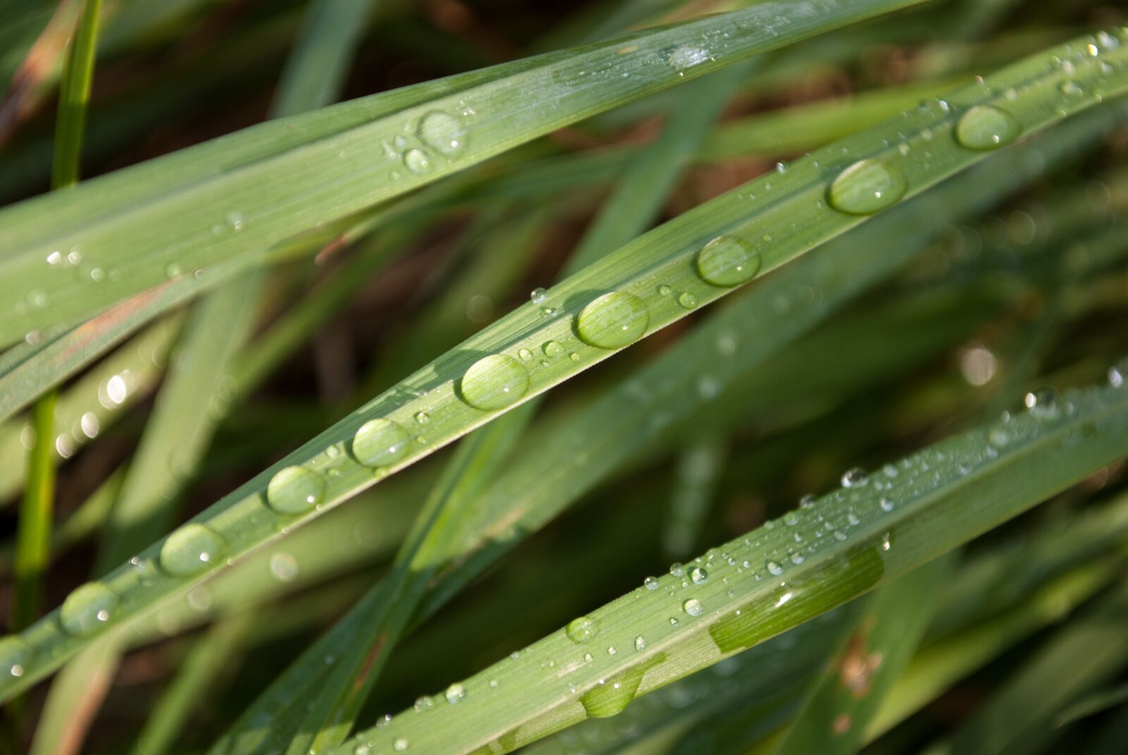 Nikon D60 sample photo. Dew, foliage, grass photography