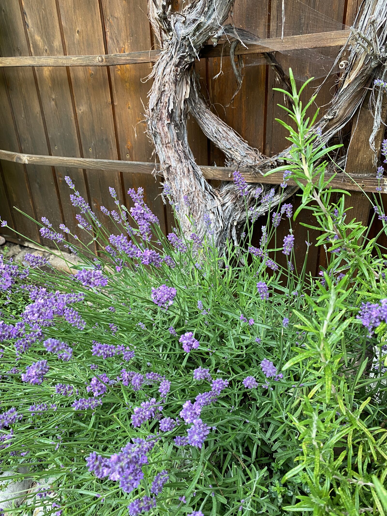 Apple iPhone 11 Pro sample photo. Lavender flowers, purple, lavender photography