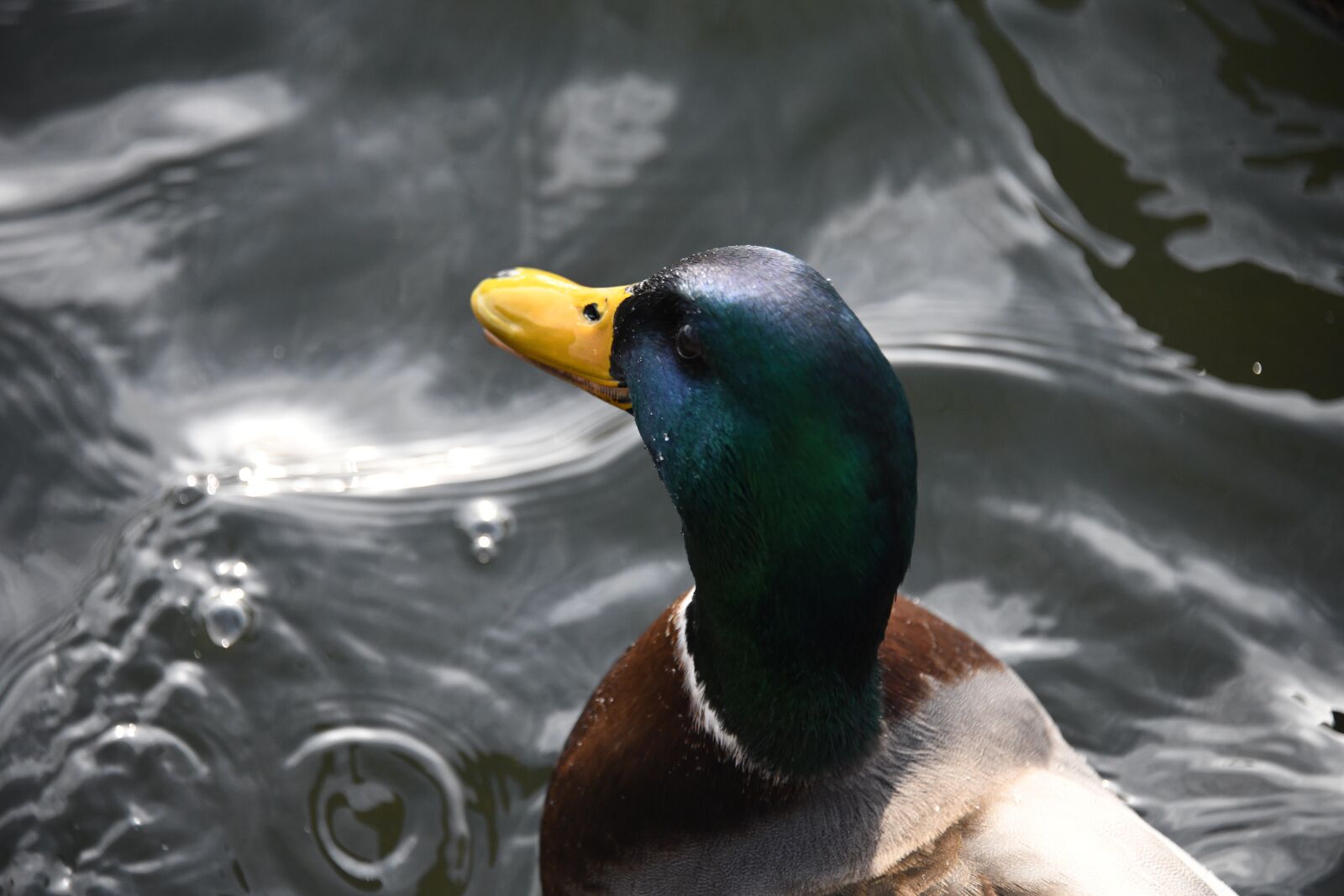 Nikon D850 sample photo. Mallard, duck, bird photography
