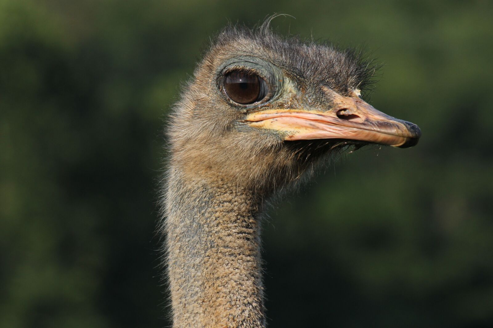 Canon EOS 1100D (EOS Rebel T3 / EOS Kiss X50) + Canon EF-S 55-250mm F4-5.6 IS sample photo. Ostrich, animal, beak photography