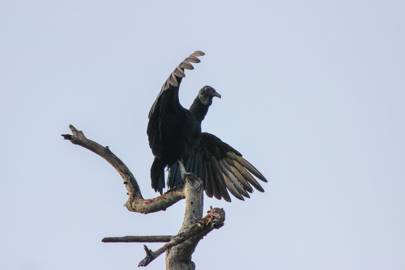 Canon EF-S 55-250mm F4-5.6 IS II sample photo. Bird, black, vulture, buitre photography