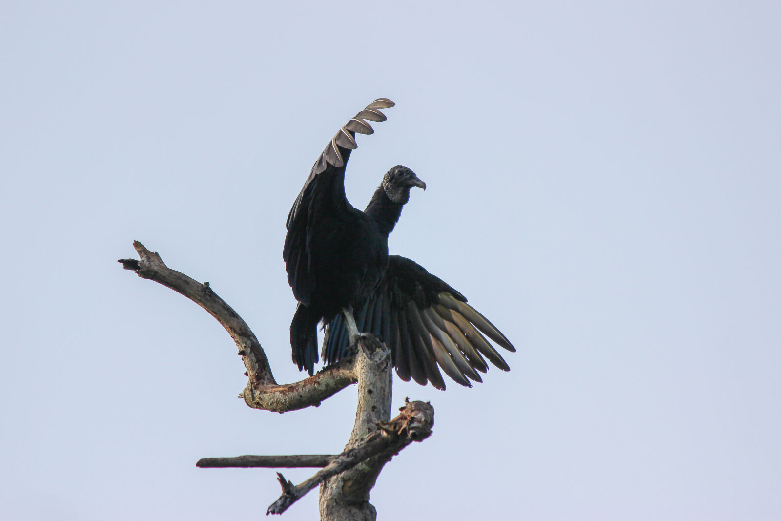 Canon EOS 600D (Rebel EOS T3i / EOS Kiss X5) sample photo. Bird, black, vulture, buitre photography