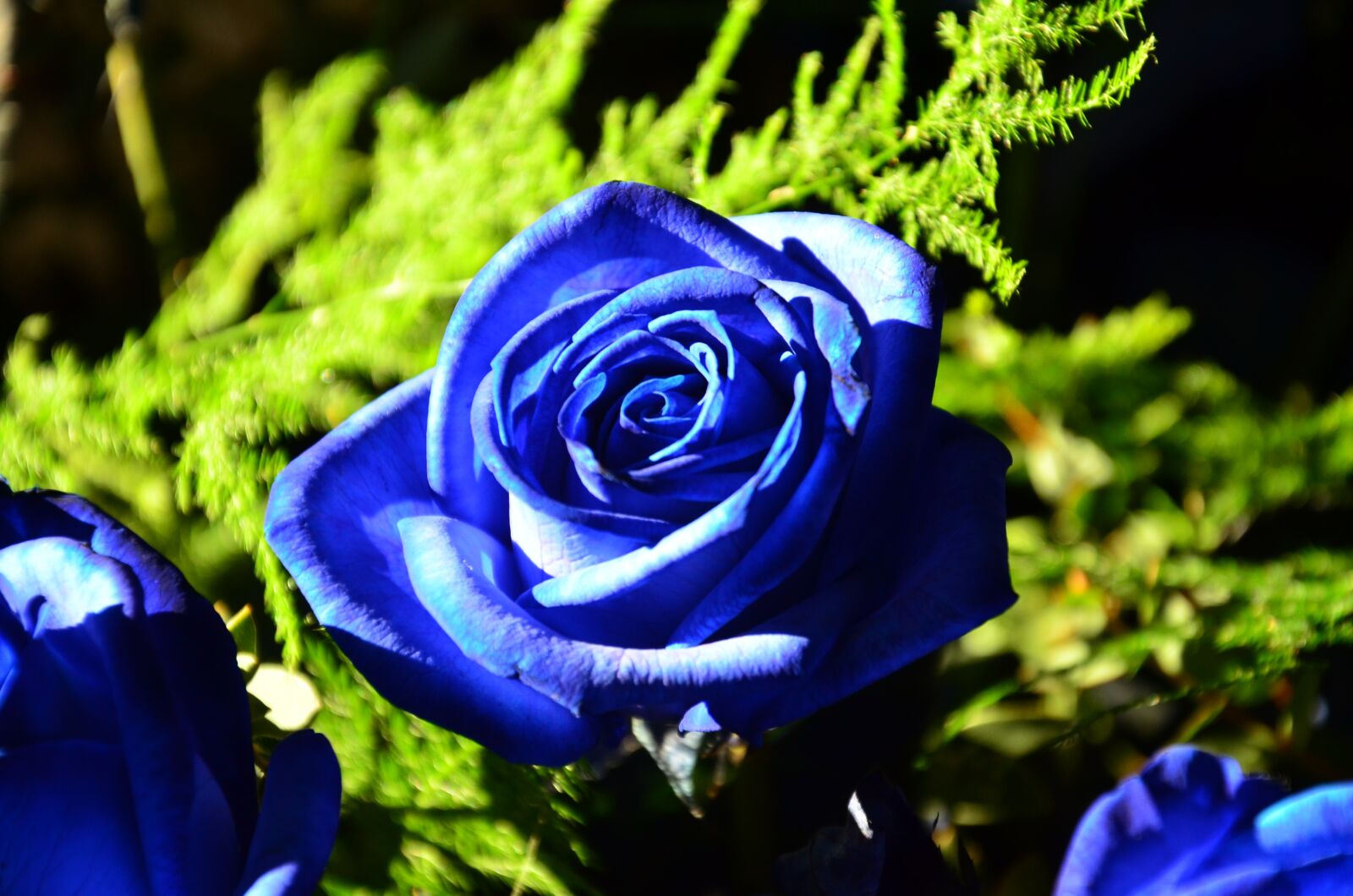 Nikon D7000 sample photo. Blue rose, roses, flowers photography