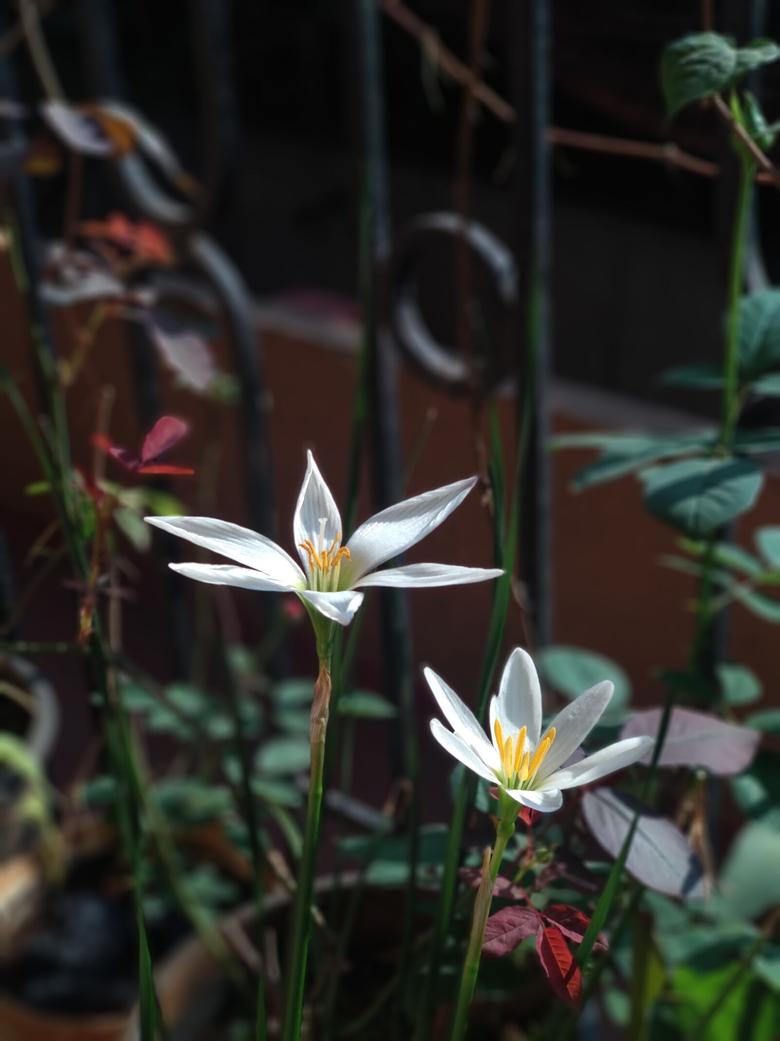 Xiaomi Mi A1 sample photo. Lilly, lily, bloom photography
