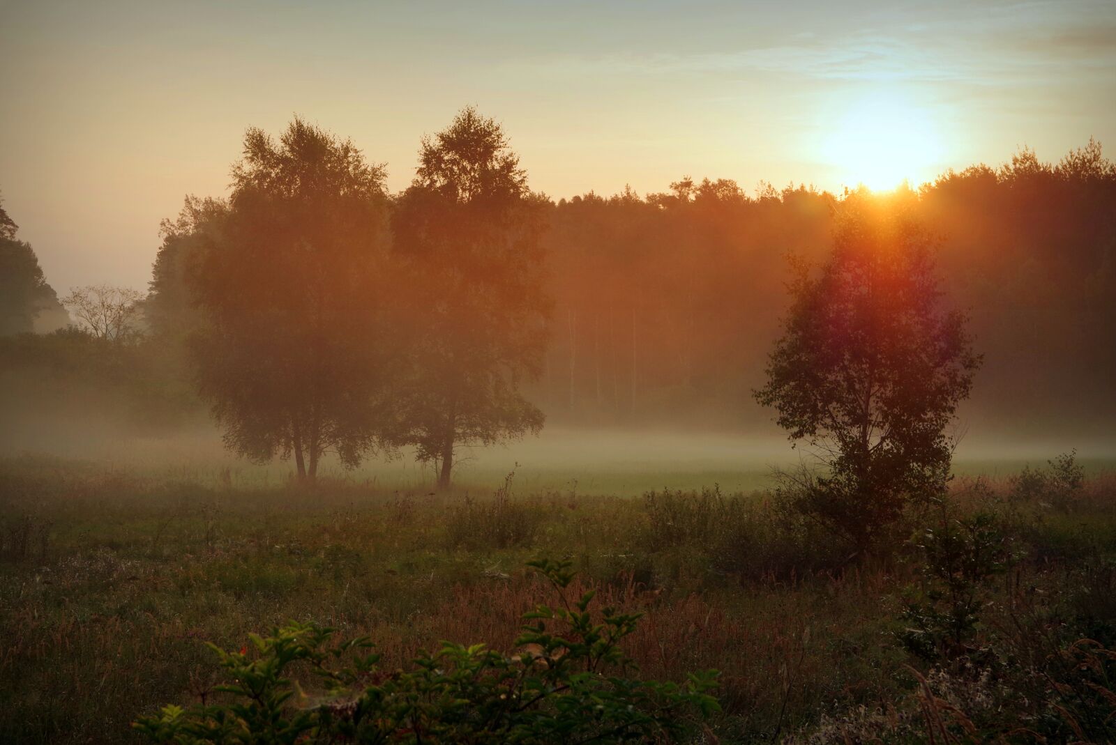 Pentax K-S2 sample photo. Dawn, the fog, forest photography