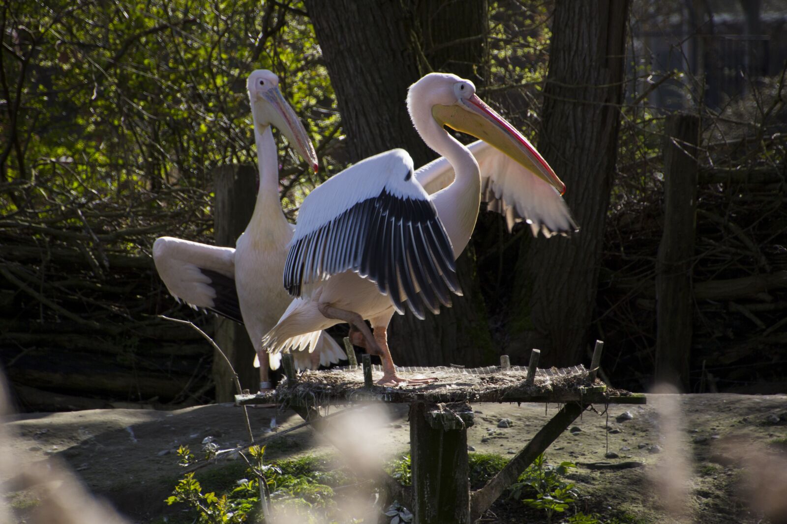 Canon EOS 60D sample photo. Pelikan, bird, nature photography