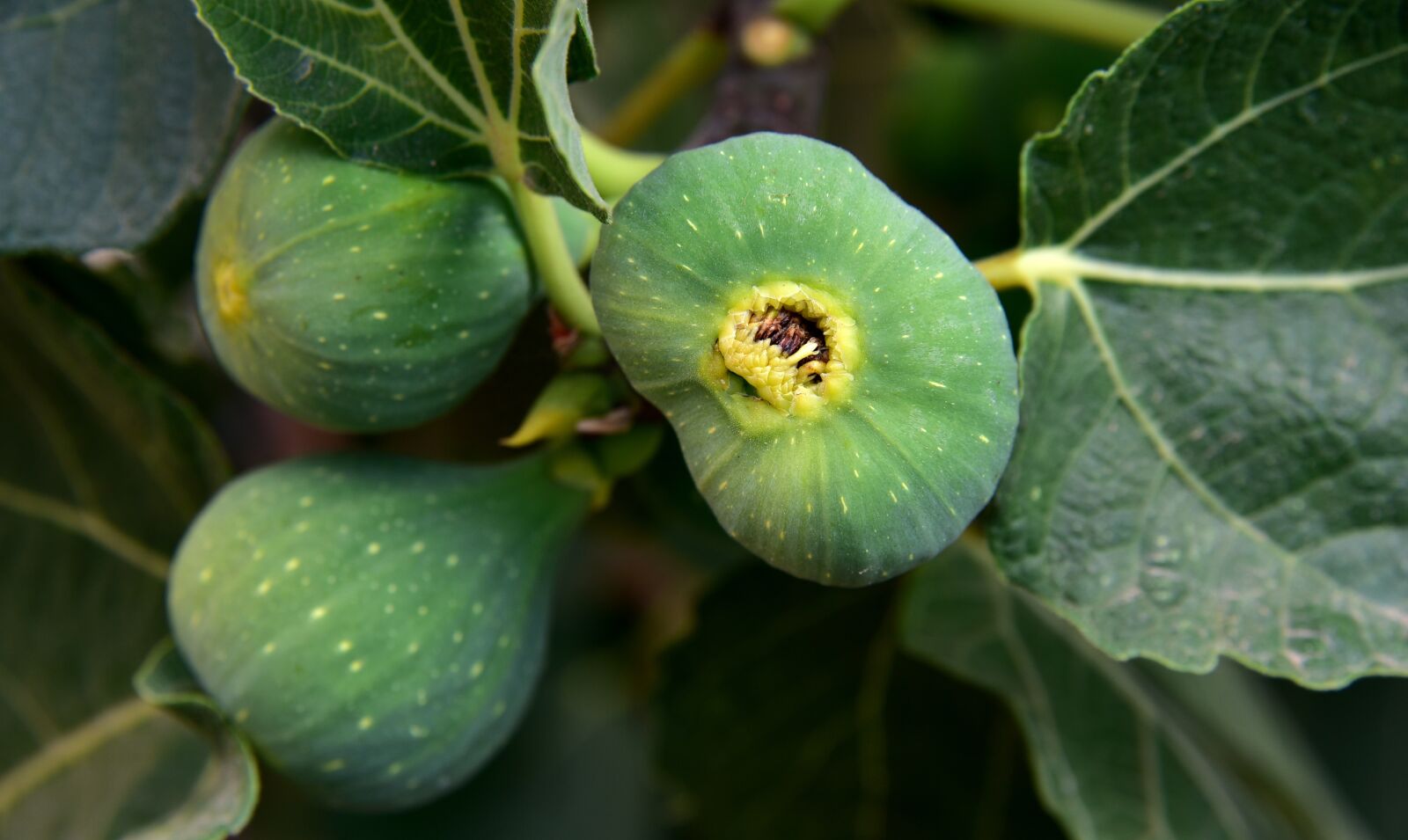 Nikon D750 sample photo. Figs, green, fruit photography