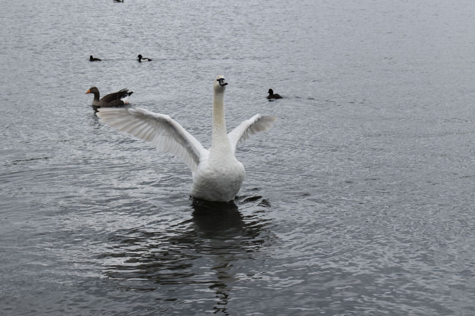 Nikon D5600 sample photo. Bird, park, their photography