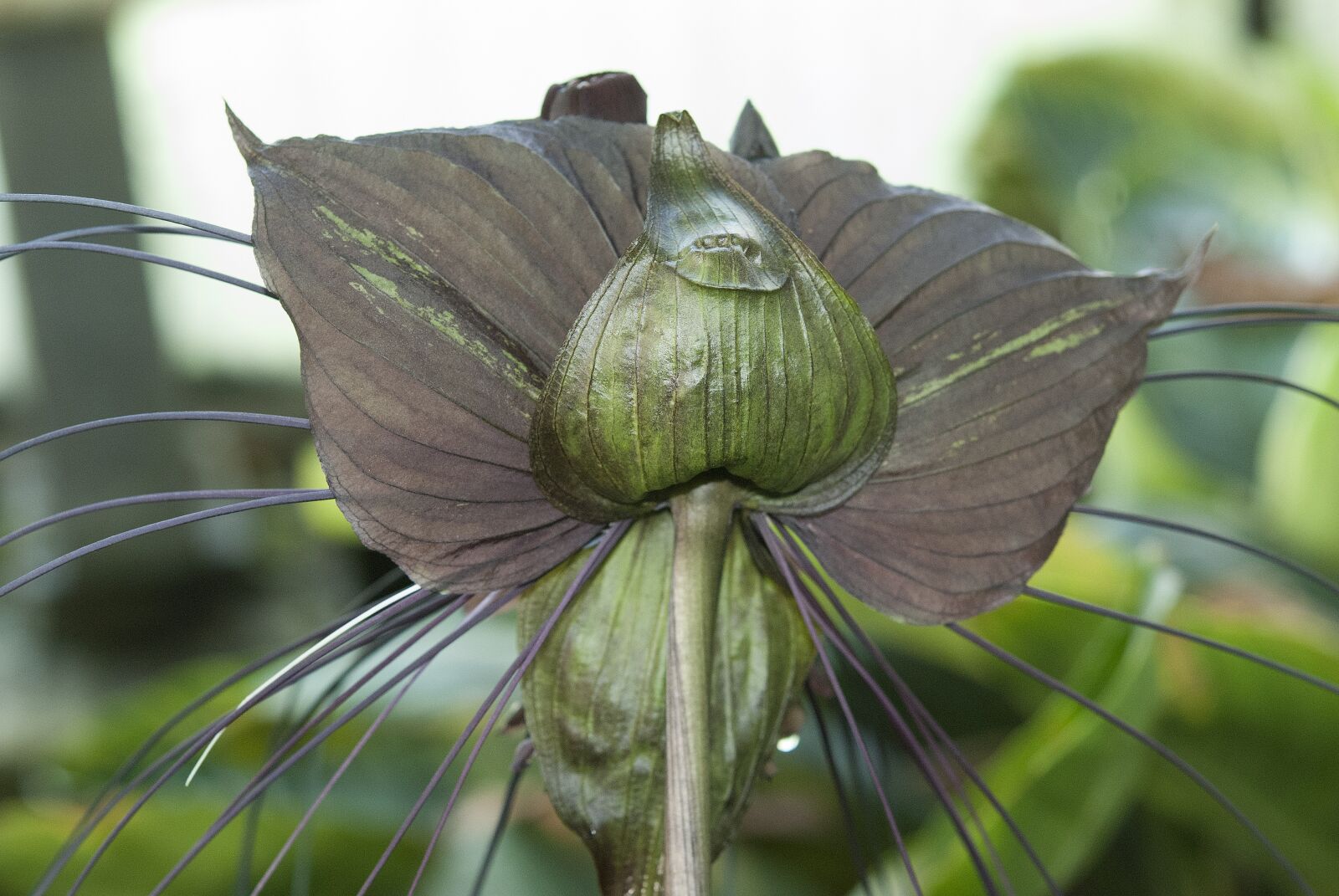 Nikon D80 sample photo. Plant, nature, flora photography