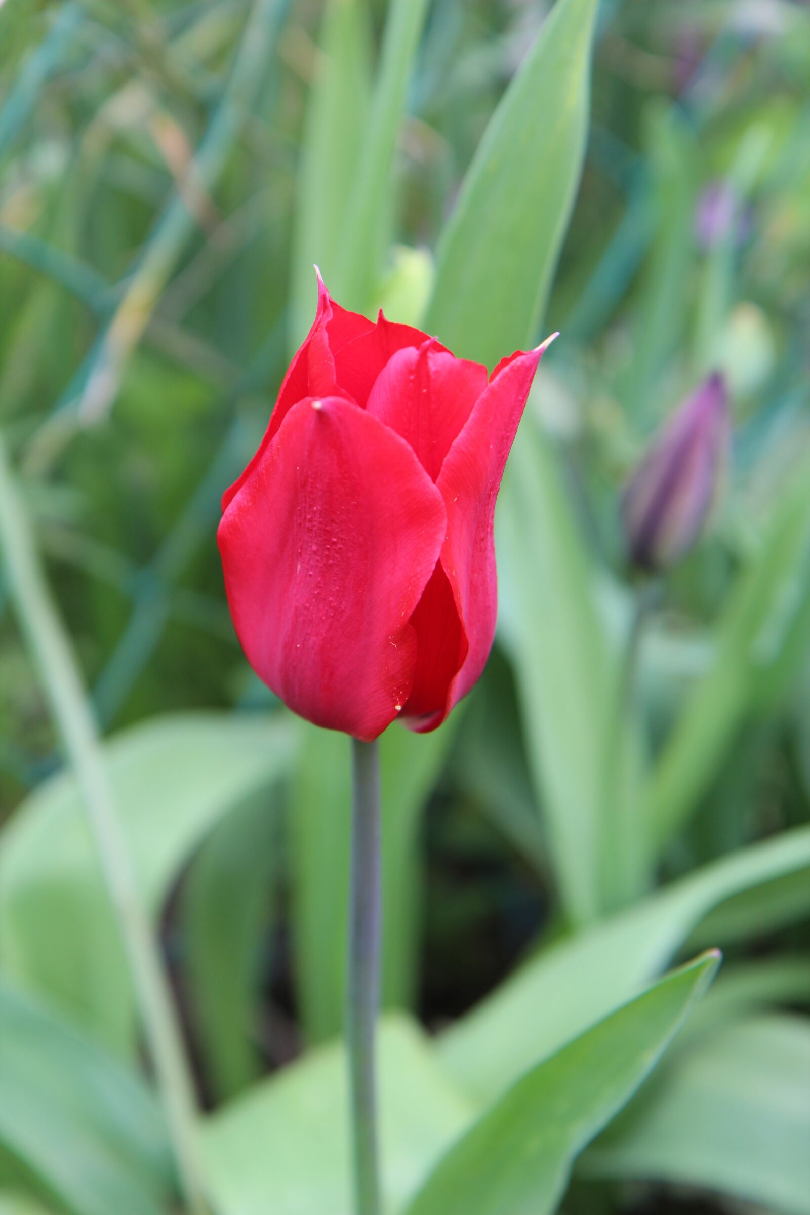 Canon EOS 600D (Rebel EOS T3i / EOS Kiss X5) sample photo. Tulip, red tulip, red photography