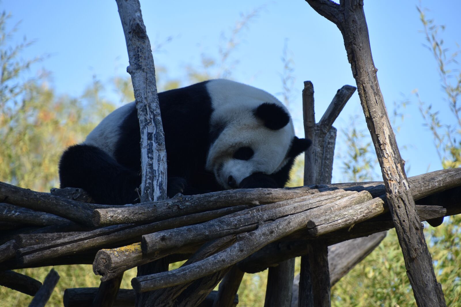 Nikon D5600 sample photo. Panda, nature, animal photography