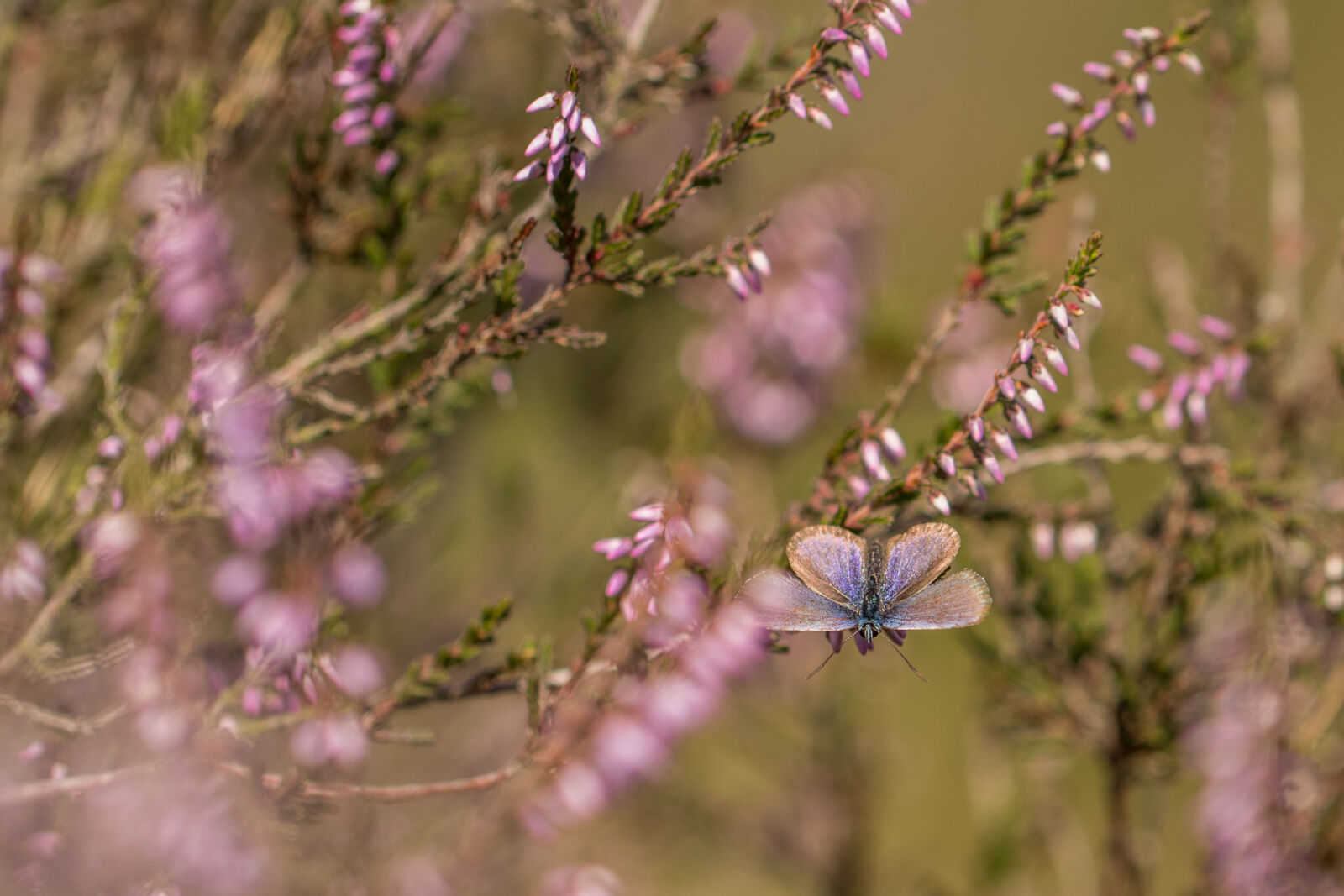 Canon EOS 80D sample photo. Butterfly, purpel, blauw, heide photography