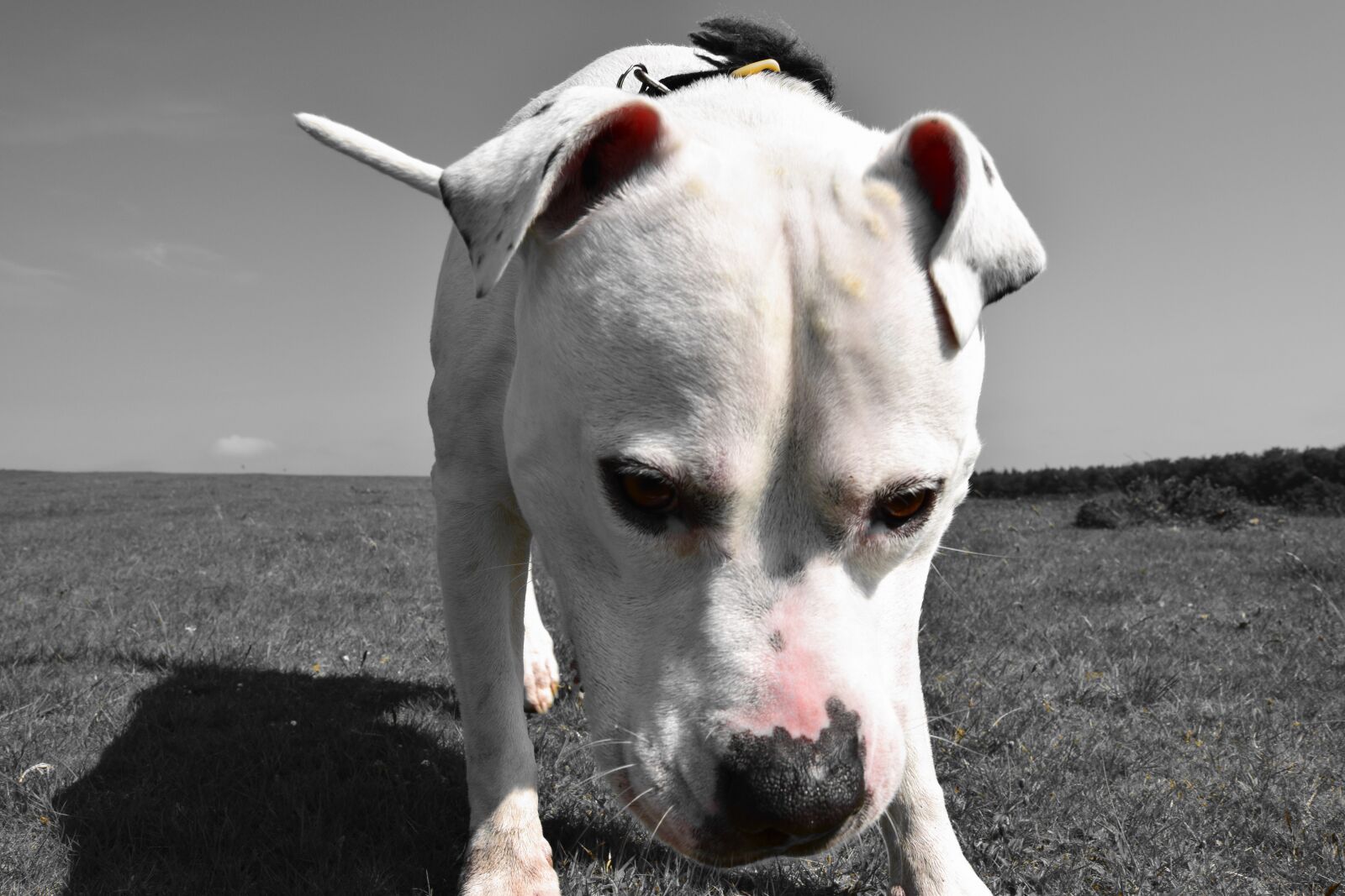 Nikon D3300 sample photo. Portrait, mammal, dog photography