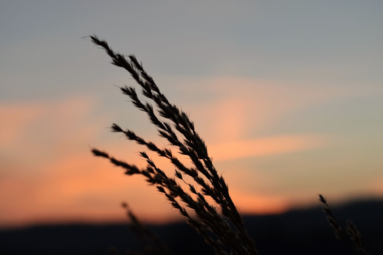 Nikon D5500 sample photo. Grass, morgenrot, skies photography