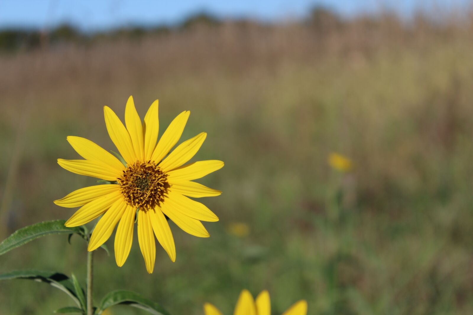 Canon EOS 1200D (EOS Rebel T5 / EOS Kiss X70 / EOS Hi) sample photo. Single, yellow, flower photography