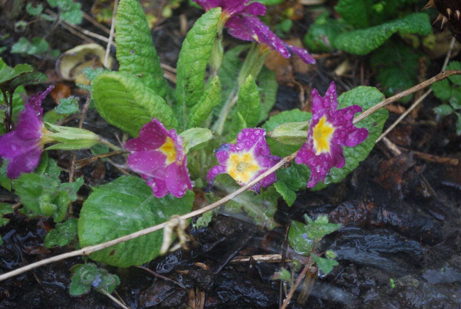 Nikon D60 sample photo. Nature, plant, flower photography