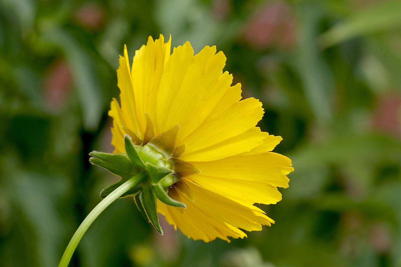 Pentax K-S2 sample photo. Flower, yellow, single photography