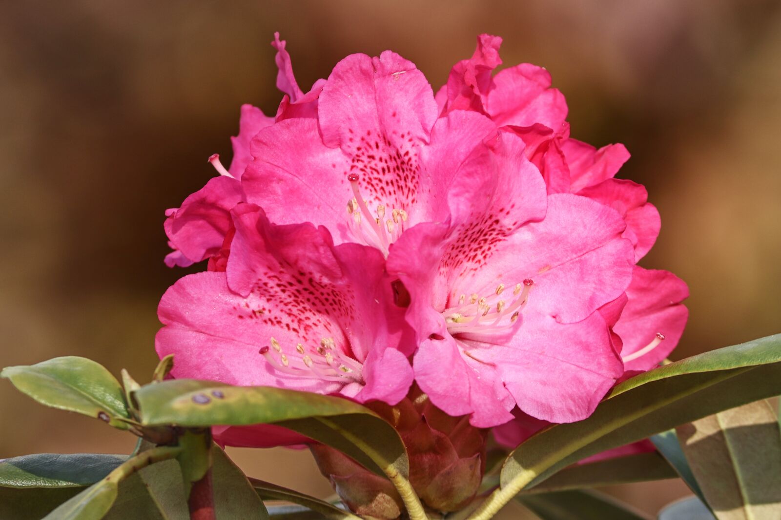 Canon EOS 200D (EOS Rebel SL2 / EOS Kiss X9) sample photo. Rhododendron, rhododendrons, flowers photography