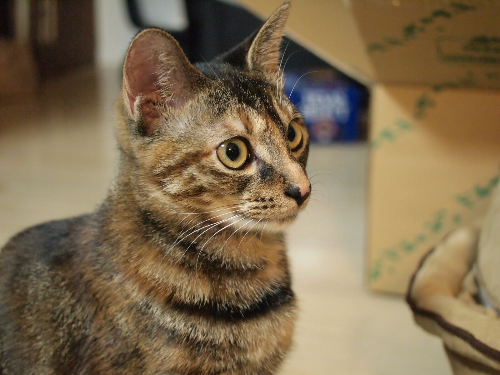 Olympus PEN E-PL1 sample photo. Cat, text face photography