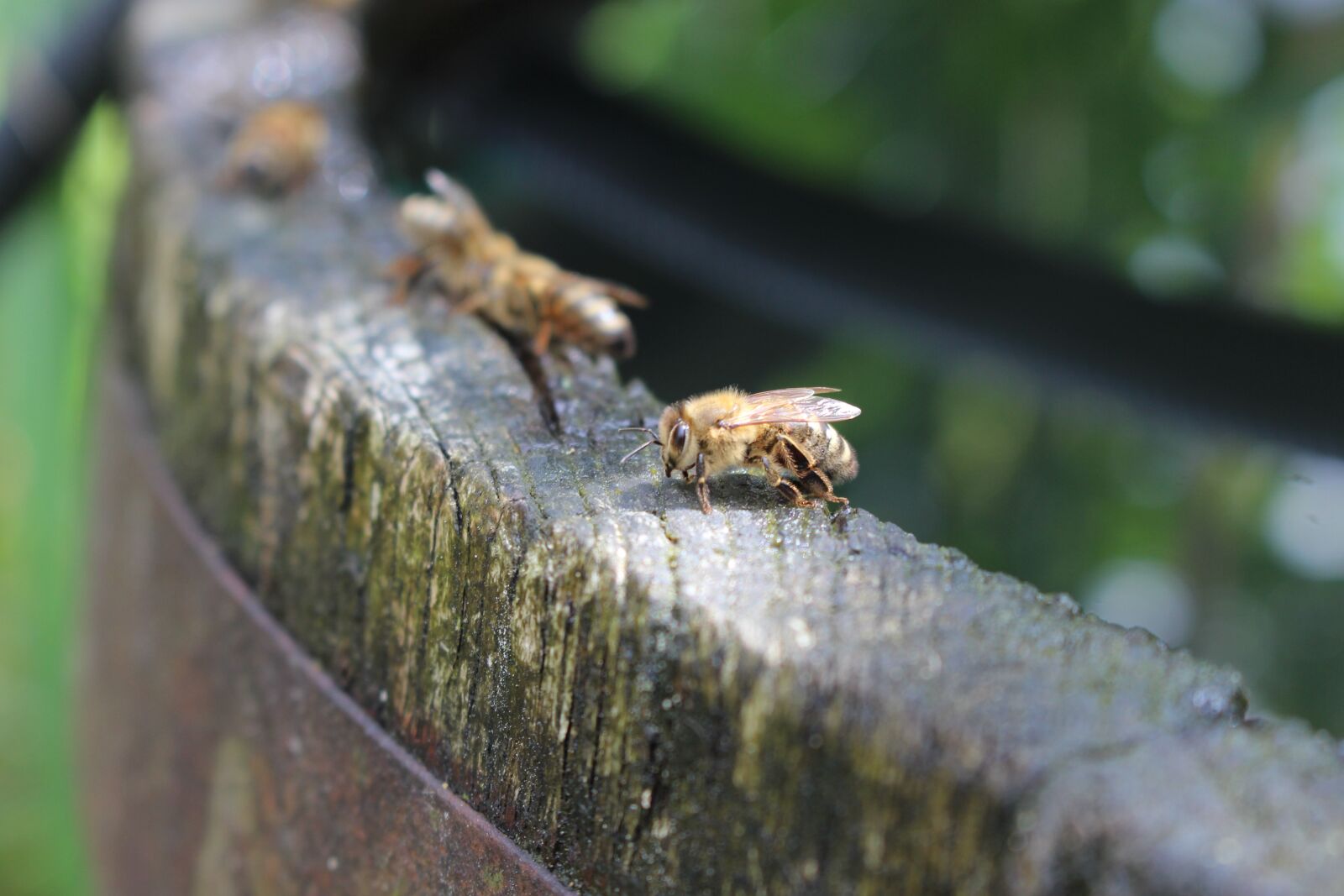Canon EOS 700D (EOS Rebel T5i / EOS Kiss X7i) sample photo. Bees, water, barrel photography