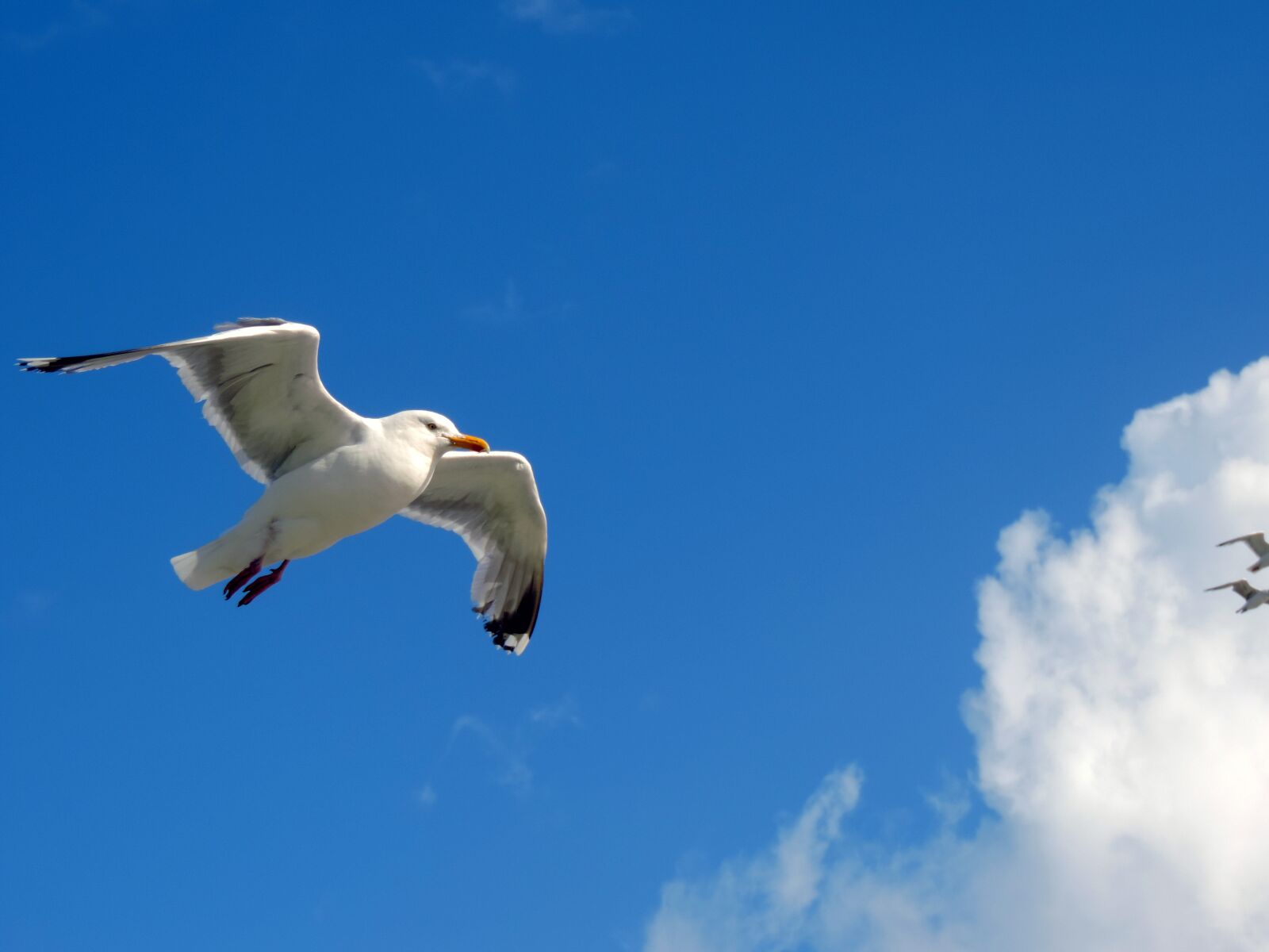 Nikon Coolpix P520 sample photo. Seagull, sky, flying photography