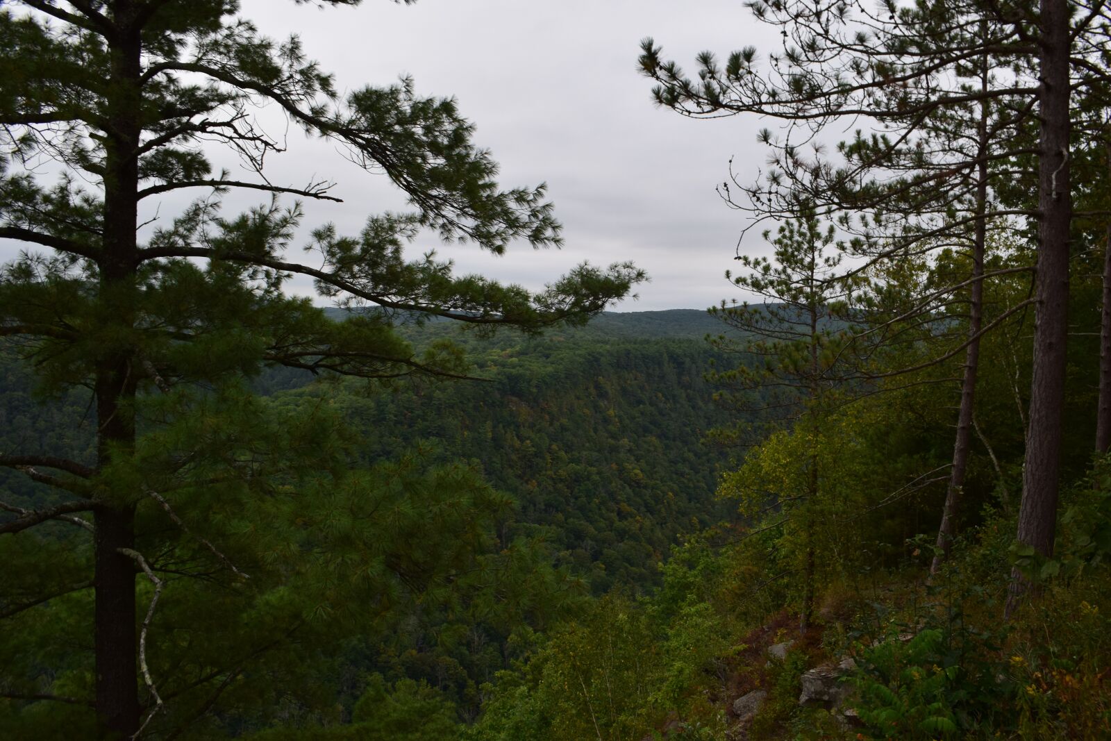 Nikon D3300 sample photo. Pa grand canyon, trees photography