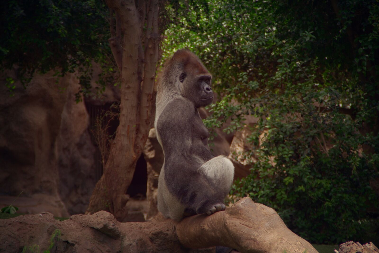 Pentax K-70 sample photo. Mammal, monkey, nature photography