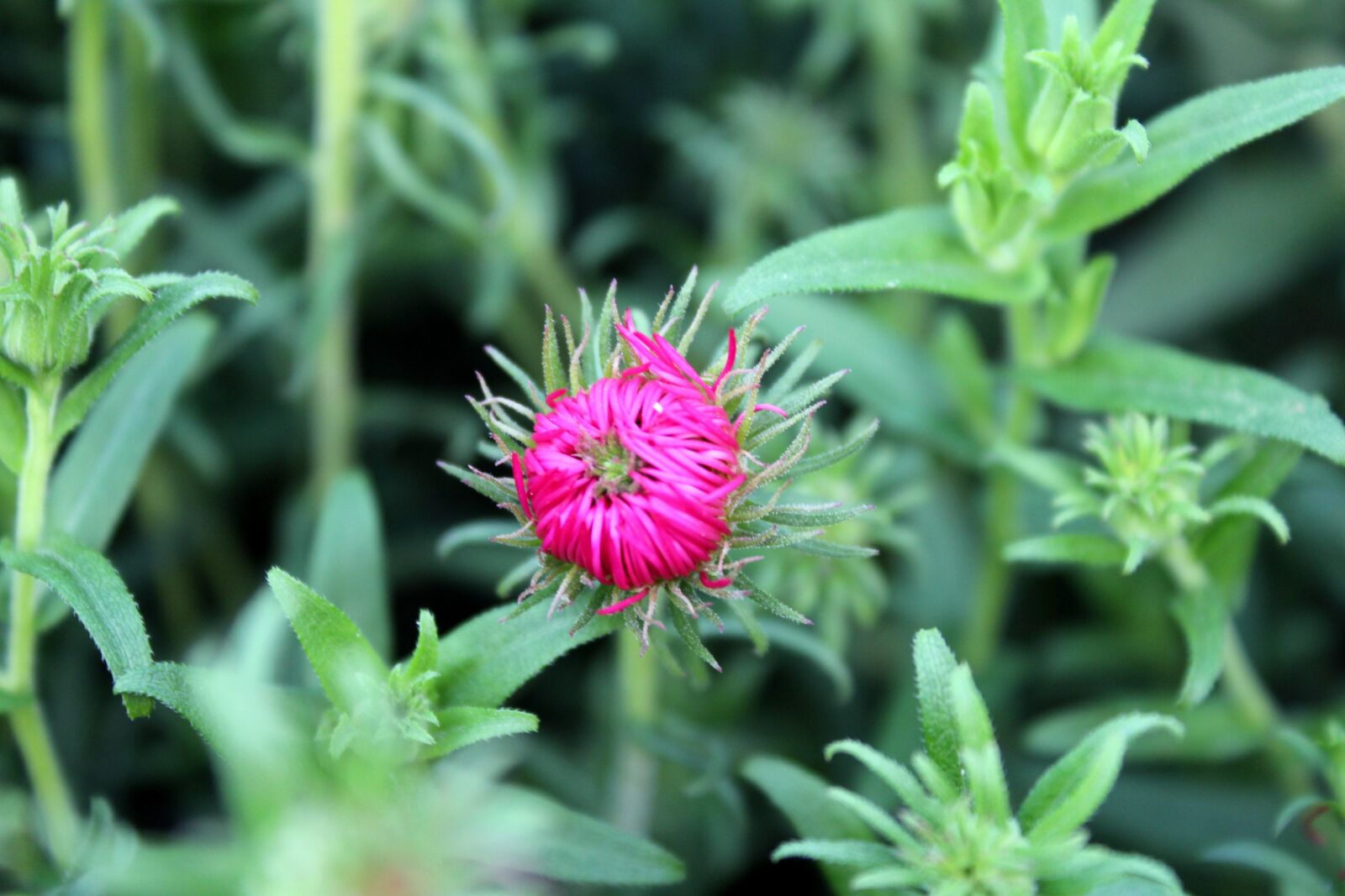 Canon EOS 1200D (EOS Rebel T5 / EOS Kiss X70 / EOS Hi) sample photo. Marcinek, aster, flower photography