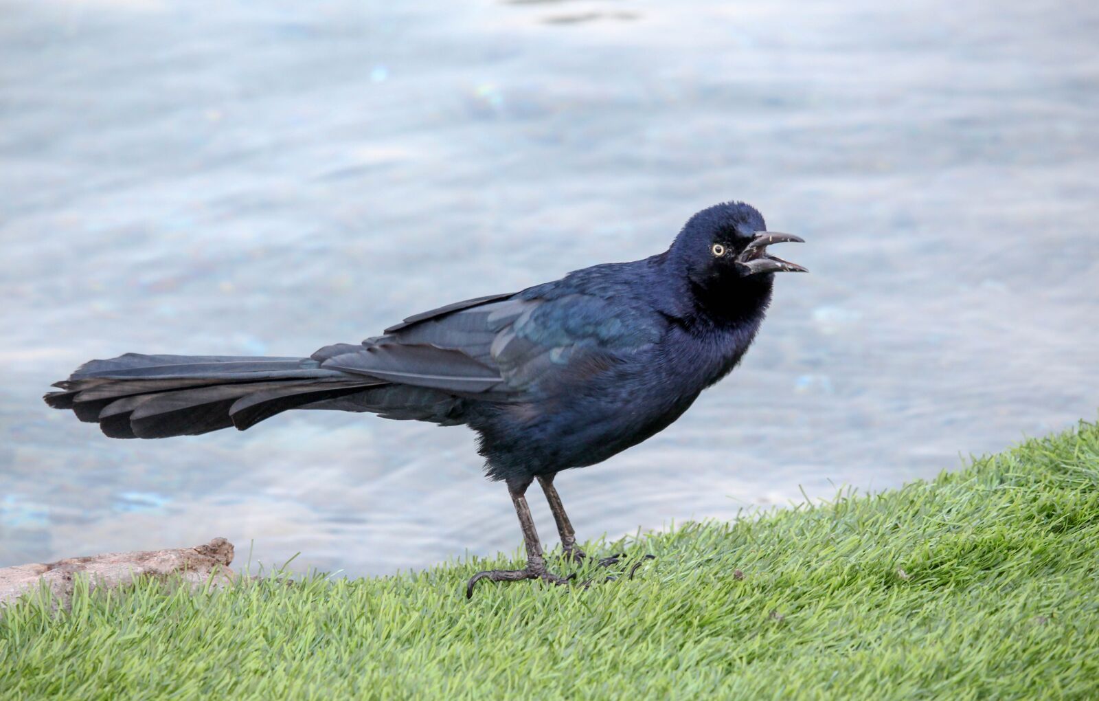 Canon EOS 700D (EOS Rebel T5i / EOS Kiss X7i) sample photo. Bird, nature, outdoors photography