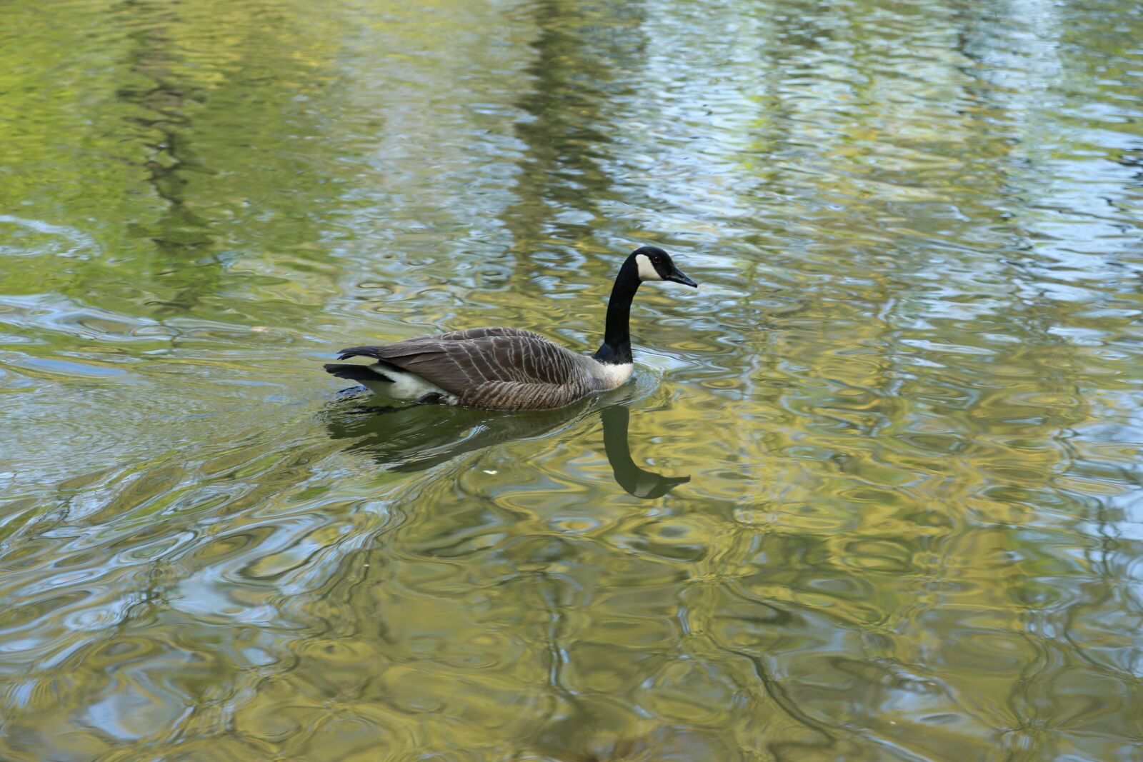 Canon EOS 6D + Canon EF 24-105mm F4L IS USM sample photo. The body of water photography
