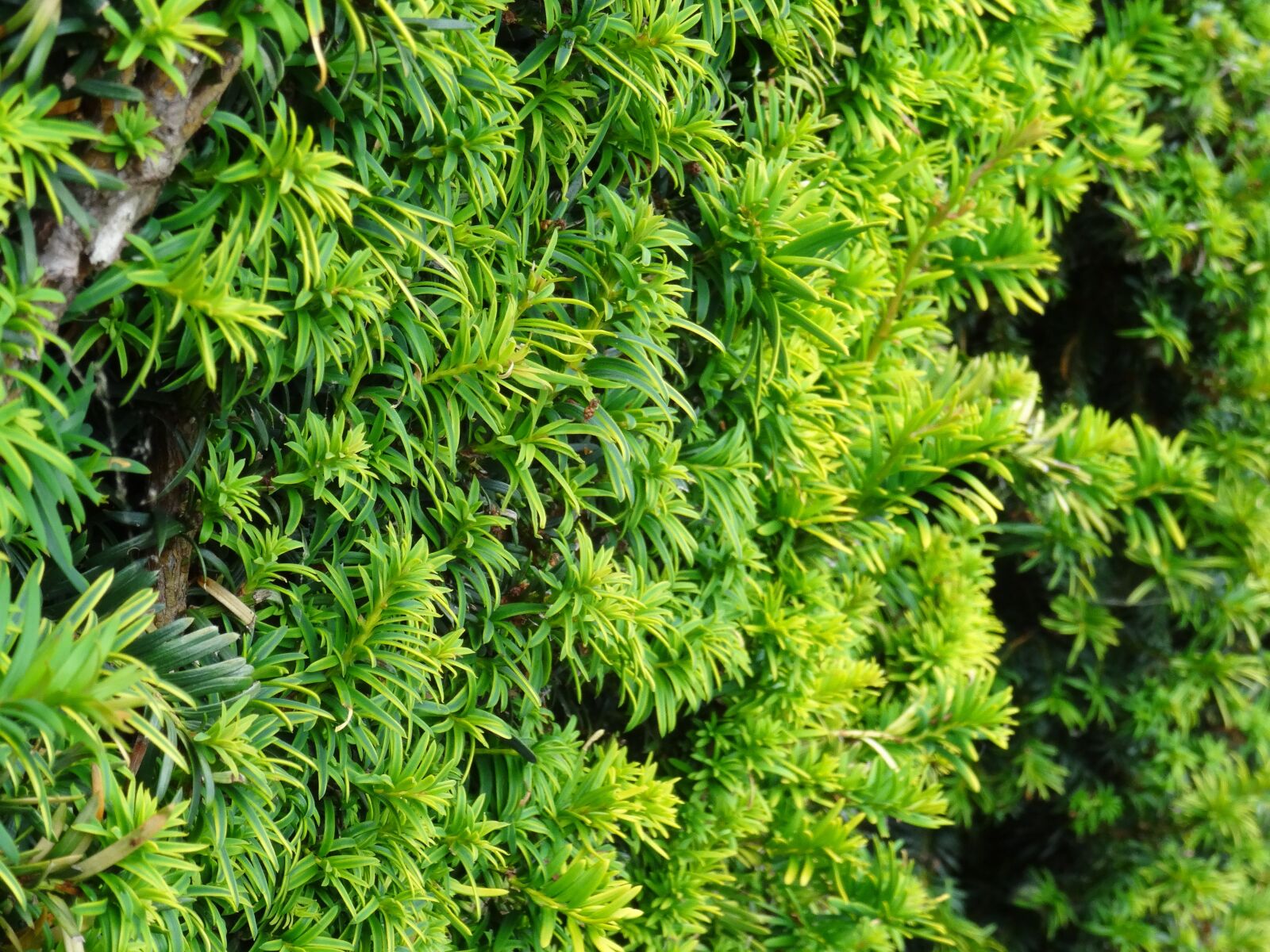 Sony DSC-HX50 sample photo. Hedge, bush, leaf photography