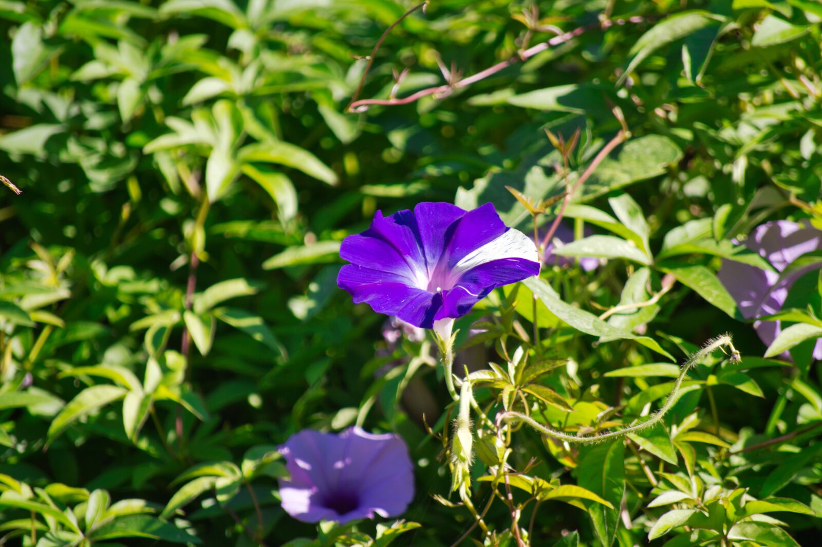 Nikon D3200 sample photo. Costa rica, flowers, garden photography