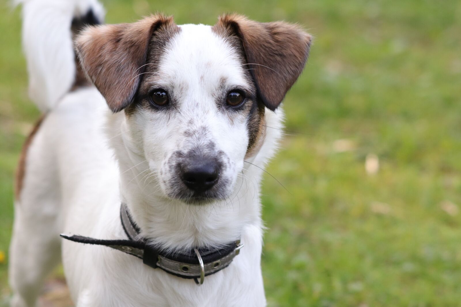 Canon EF 70-300 F4-5.6 IS II USM sample photo. Dog, pets, puppy photography