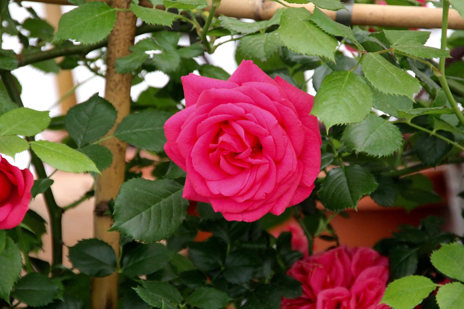 Canon EOS 60D sample photo. Roses, open rose, english photography