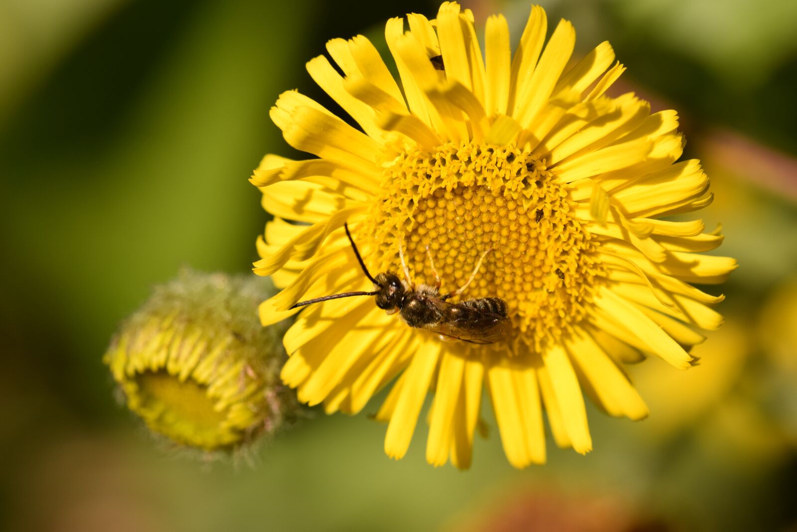 Nikon D5300 sample photo. Flower, yellow, plant photography