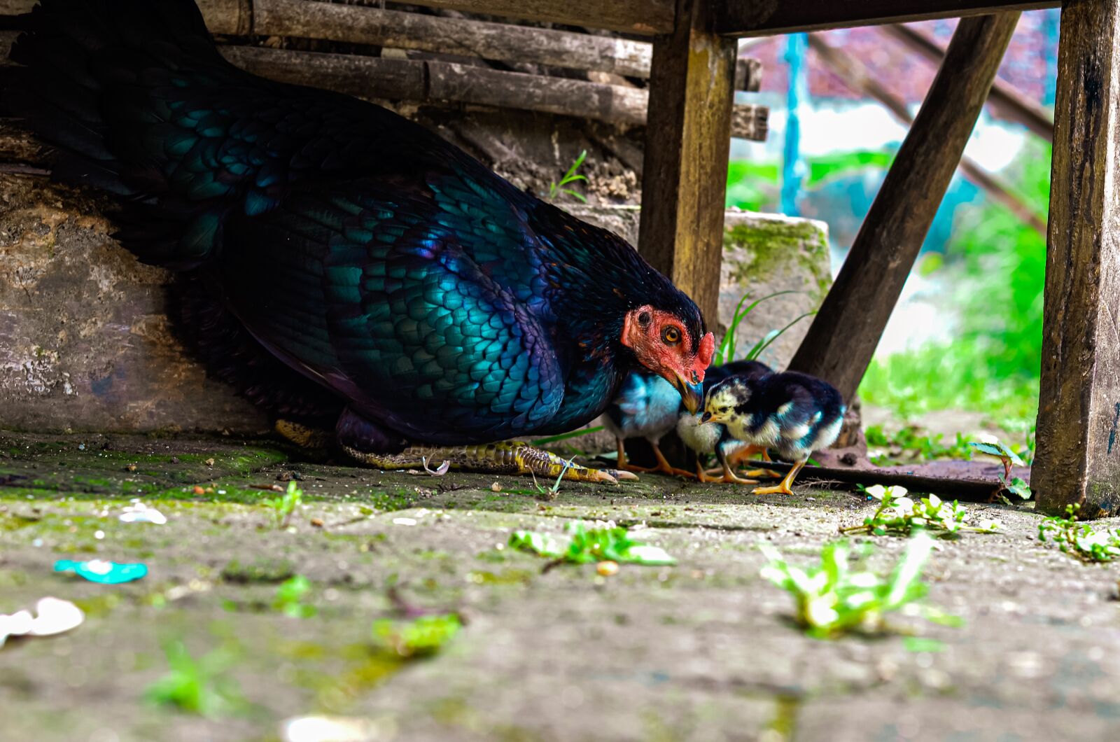 Nikon D5100 sample photo. Animals, chicken, female photography