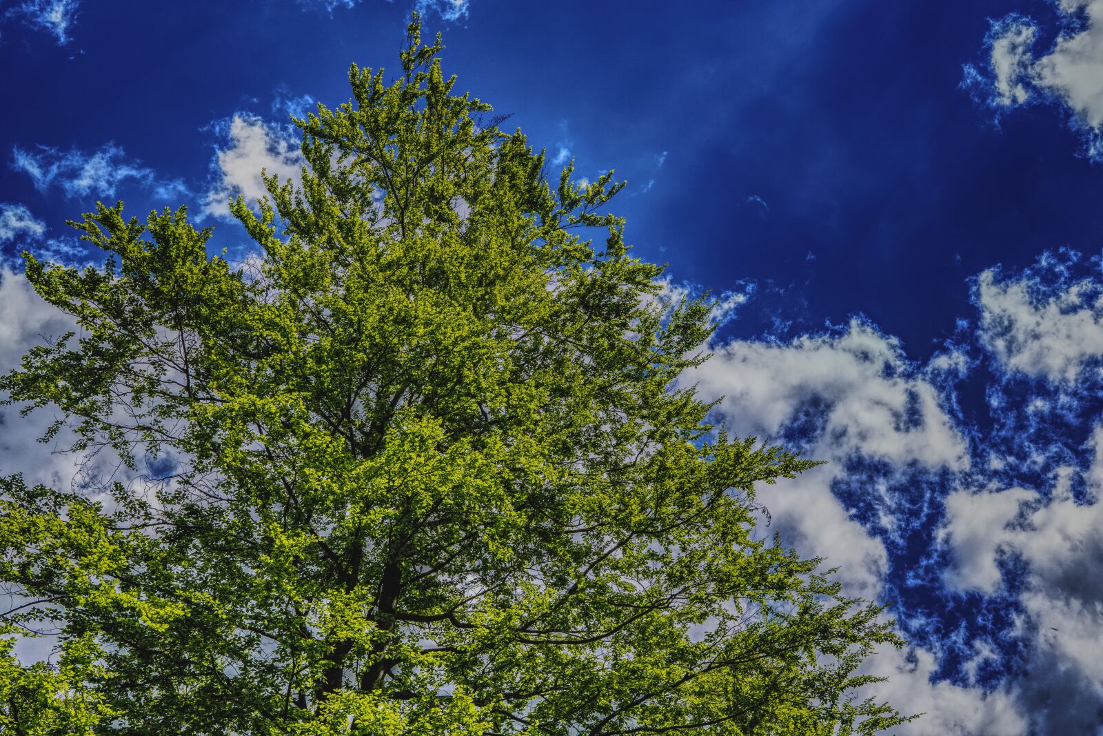 Sony a6300 + Sigma 30mm F2.8 EX DN sample photo. Tree, sky, clouds photography