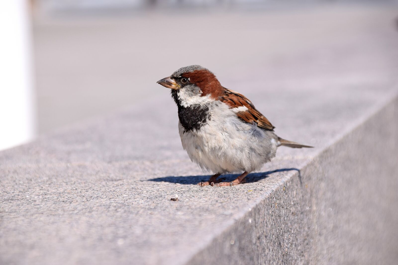 Nikon D5300 sample photo. Bird, sparrow, sweden photography