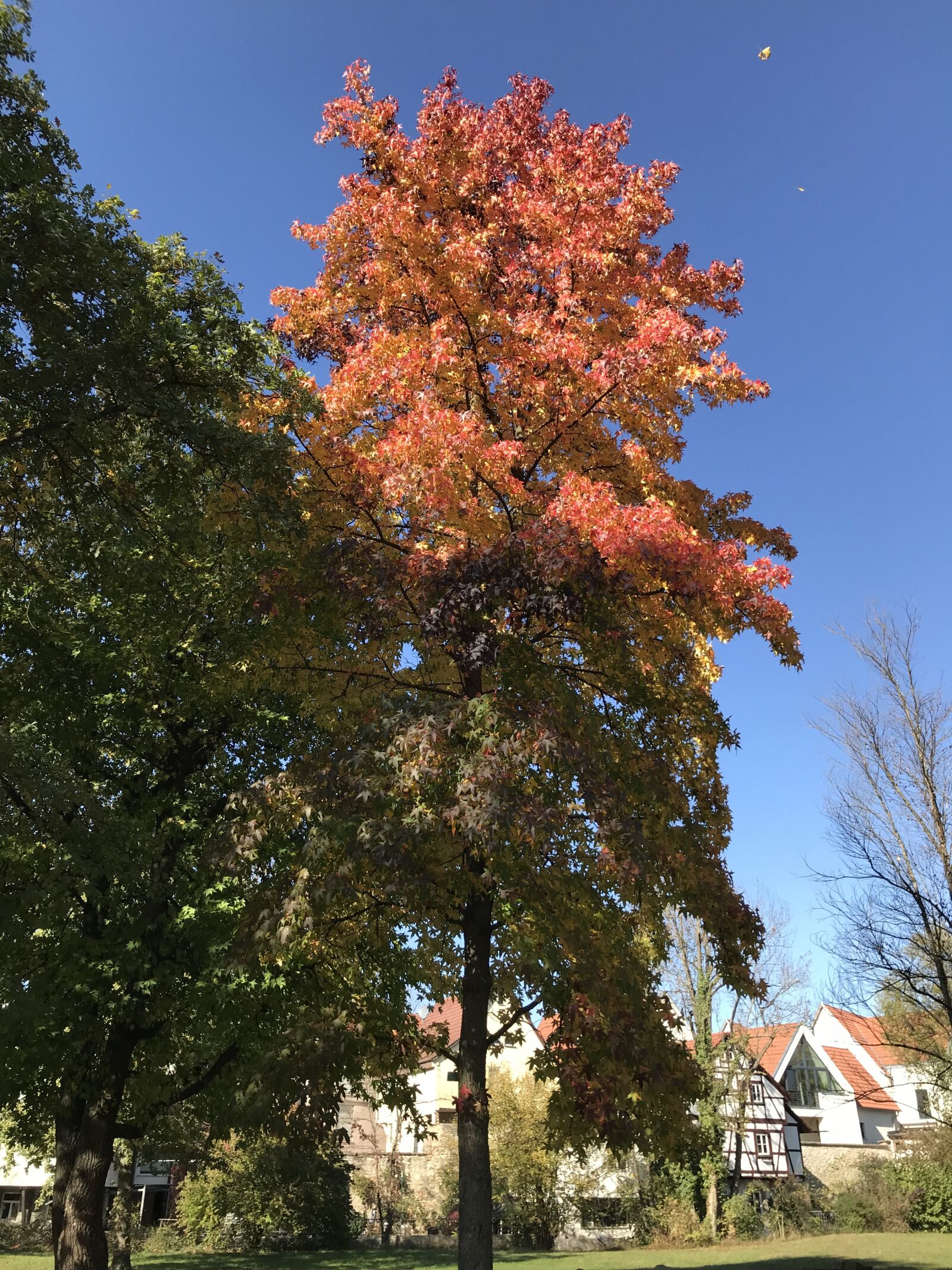 iPhone 7 back camera 3.99mm f/1.8 sample photo. Autumn, golden leaves, nature photography