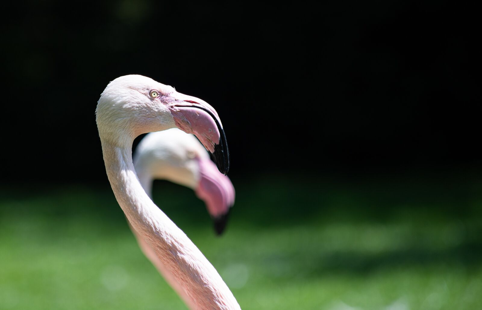 Canon EOS 6D Mark II sample photo. Flamingo, bird, animal photography