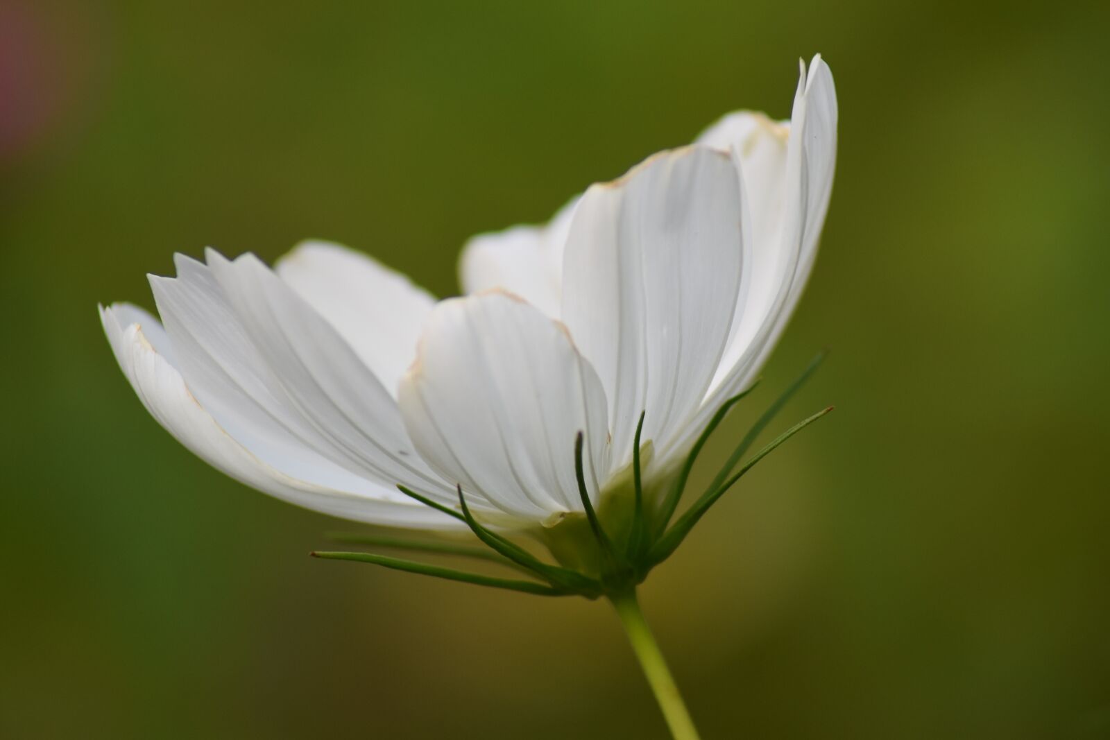 Nikon D5600 sample photo. Flower, nature, leaf photography