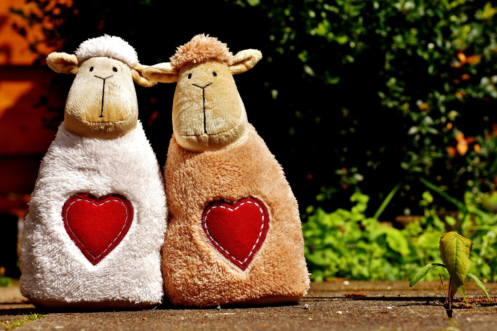 Nikon D7200 sample photo. Sheep, love, heart photography