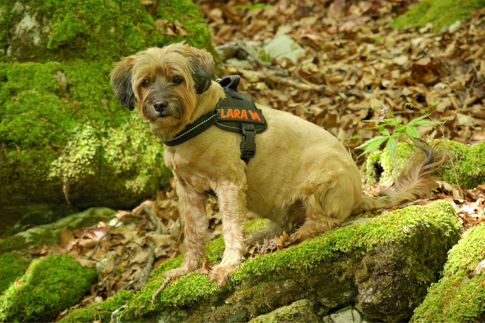 55.0-200.0mm f/4.0-f/5.6 sample photo. Dog, sitting, forest photography