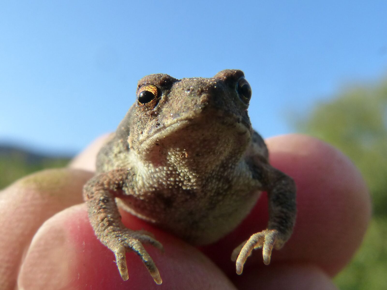 Panasonic DMC-FZ62 sample photo. Toad, sapito, small photography