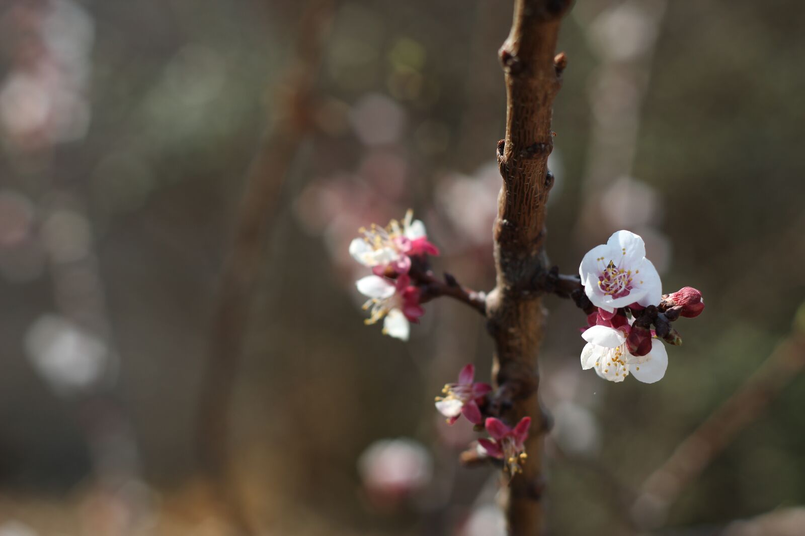 Canon EOS 1200D (EOS Rebel T5 / EOS Kiss X70 / EOS Hi) + Canon EF 50mm F1.8 II sample photo. Nature, blossom, spring photography